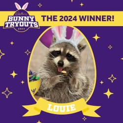 CADBURY Bunny 2024, Louie the Raccoon