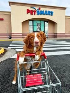 A dog pushing a shopping cart outside a PetSmart store