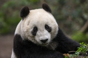 Giant panda