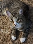 Crystle Swinford - Cision PR Newswire - pet cat