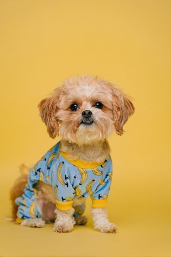 Small dog wearing banana-print pajamas, sitting in front of a yellow backdrop